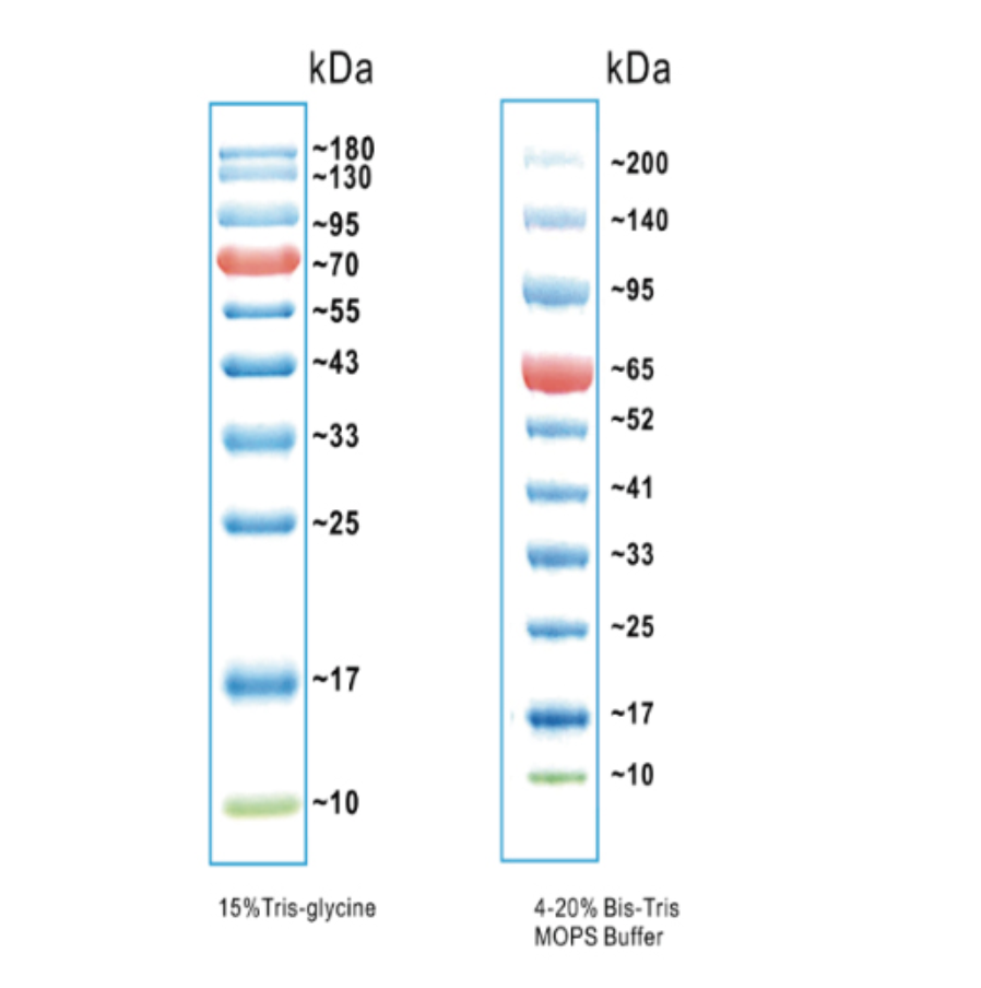 彩色预染蛋白Marker（10-180kDa）（替代26617,26616 marker） - 广州华韵生物科技有限公司