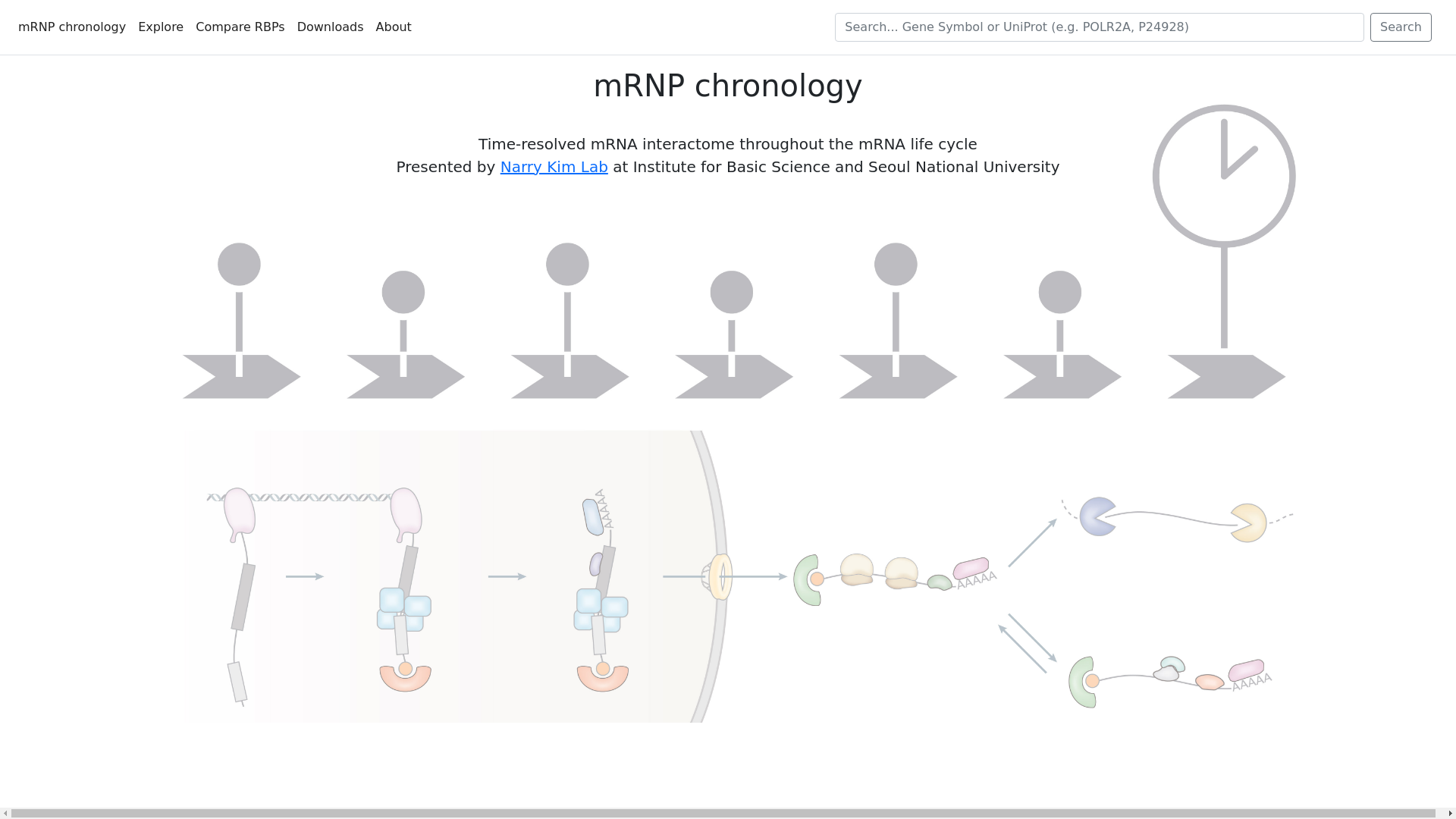 Chronology: Time-resolved profiling of RNA binding proteins throughout ...