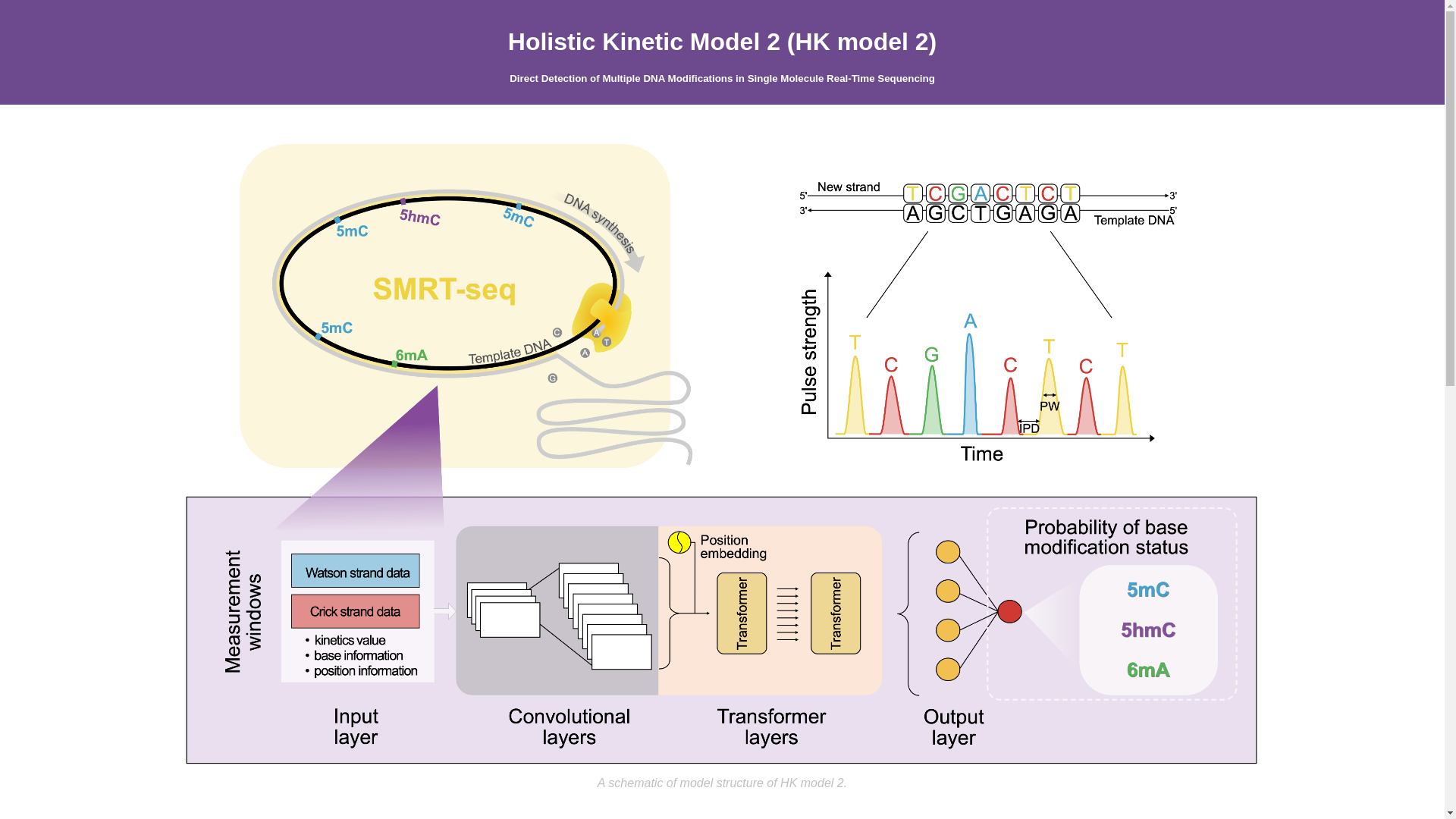 HK model 2: Transformer-based deep learning for accurate detection of ...