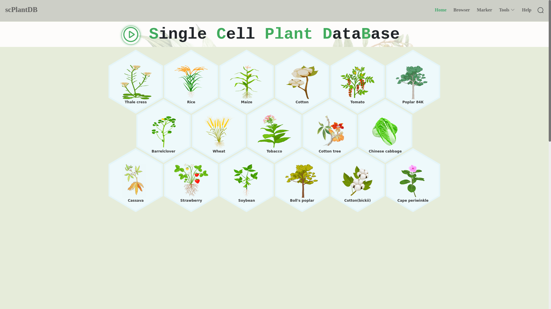 scPlantDB: a comprehensive database for exploring cell types and ...