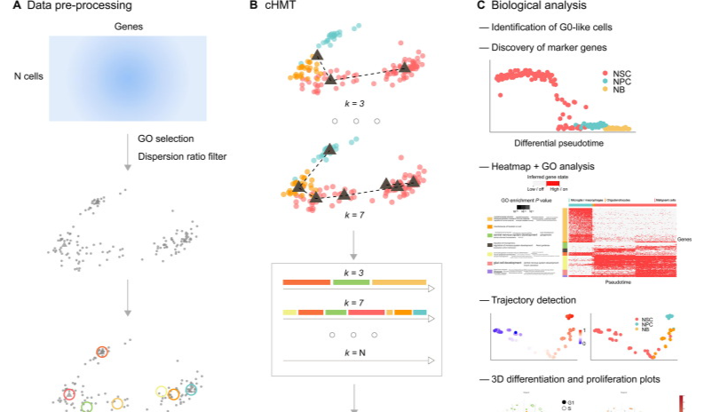redPATH: Reconstructing the Pseudo Development Time of Cell Lineages in ...
