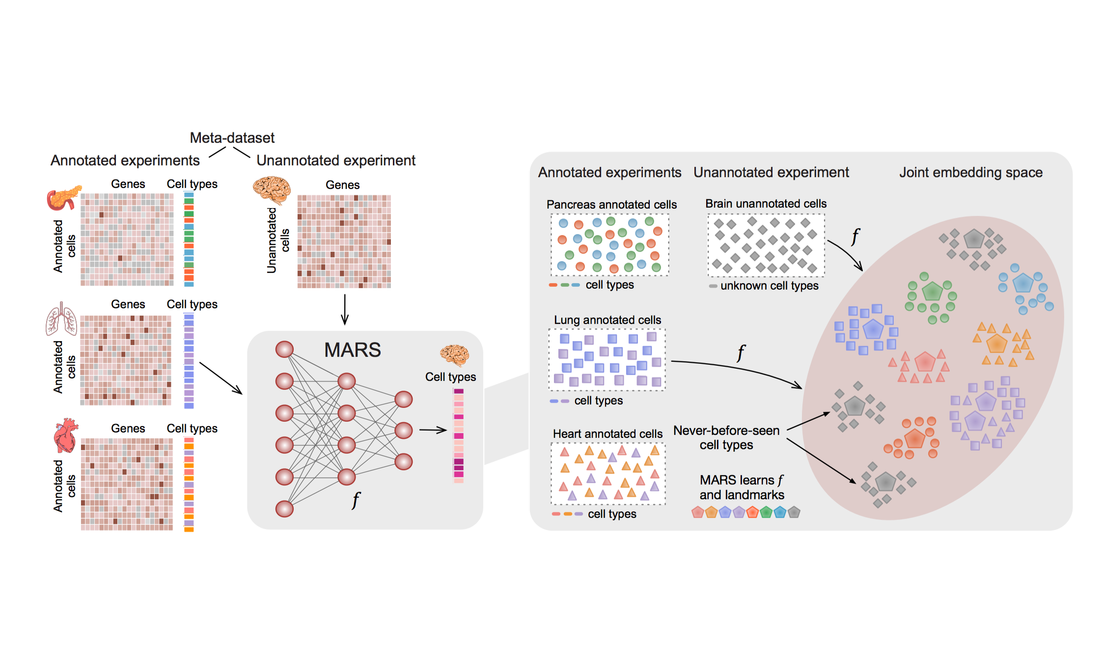 MARS: discovering novel cell types across heterogeneous single-cell ...